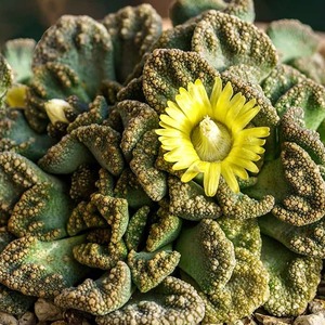 Titanopsis calcarea | Concrete Leaf