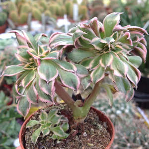Rare Succulents: Aeonium Sunburst Cristata