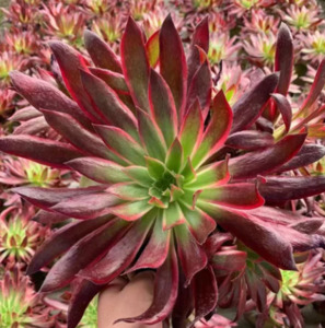 Rare Succulents: Aeonium Peacock | Black Magic Variegated