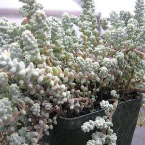 Best Sellers: Sedum Brevifolium Var. Quinquefarium