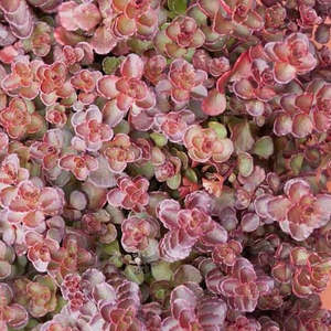 Best Sellers: Sedum Spurium Voodoo | Voodoo Stonecrop