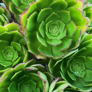 Best Sellers: Aeonium Urbicum | Saucer Plant