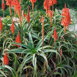 Best Sellers: Aloe Arborescens | Torch Aloe
