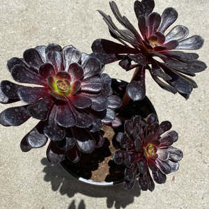 Aeonium Arboreum Zwartkop | Black Rose Aeonium