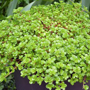 Best Sellers: Sedum Spathulifolium 'Green Blob'