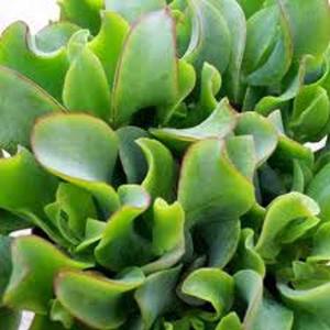 Best Sellers: Crassula Arborescens Undulatifolia | Ripple Jade