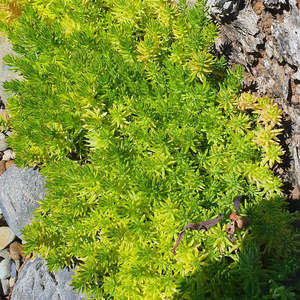 Best Sellers: Sedum Mexicanum | Gold Mound