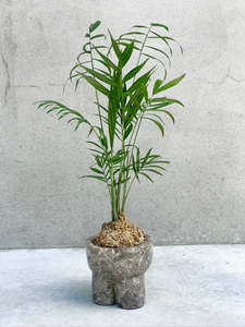 Palms: Kokedama: Palm Springs Chamaedorea