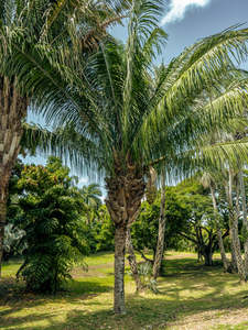 Attalea cohune