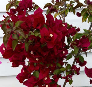 Bougainvillea 'Killie Campbell'