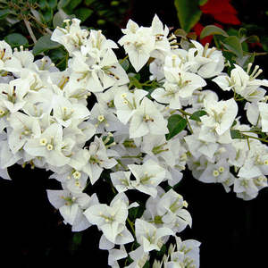 Bougainvillea 'White Cascade'
