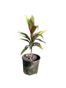 Cordyline: Cordyline fruticosa 'Pink Edge' 2.5ltr