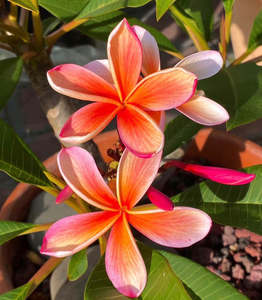 Frangipani: Tropical Frangipani ‘Fruit Salad’ 1.5m tall