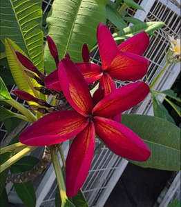 Tropical Frangipani ‘Kauka Wilder’ 80cm
