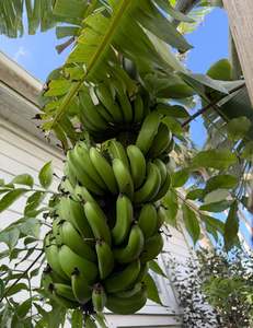 Bananas: Dwarf Cavendish Banana Tree