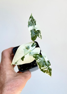 Alocasia: Alocasia Frydek Variegata