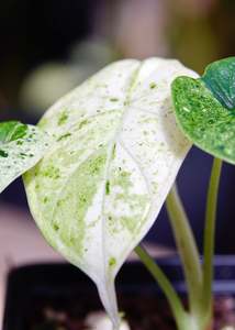 Alocasia Dragonscale ‘Mint’