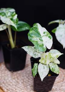 Alocasia Odora 'Batik'
