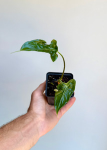 Alocasia Teletubbies