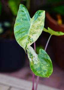 Alocasia: Alocasia ‘Pink Dragon Aurea’