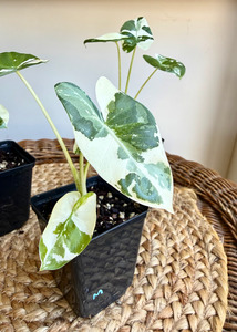 Alocasia Macrorrhiza Variegated