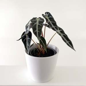 Alocasia: Alocasia Bambino 12cm