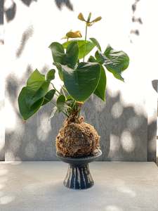 Anthurium: Kokedama: Anthurium