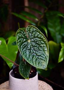 Anthurium: Anthurium Luxurians