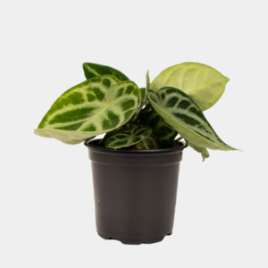 Anthurium Crystalinum 12cm