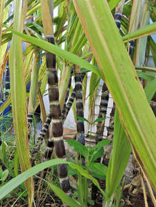 Black Purple Sugar Cane Seedling 50cm tall