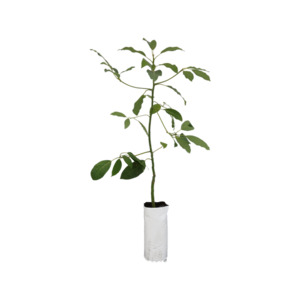 Avocado 'Fuerte'