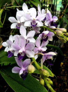 Phalaenopsis Tzu Chiang Sapphire 'Sikibu'