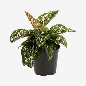 Aglaonema Tom's Pride 12cm