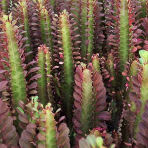 Succular: Euphorbia Trigona Rubra | African Milk Tree