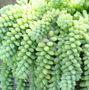 Succular: Sedum Burrito | Baby Burro's Tail