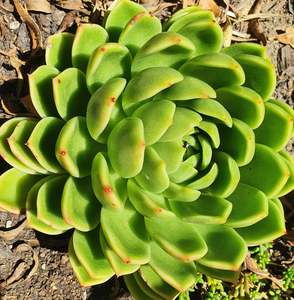 Succular: Echeveria Green Waterlily