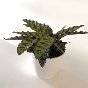 Calathea: Calathea Insignis Rattlesnake 12cm