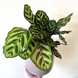 Calathea: Calathea Makoyana (Peacock) 14cm