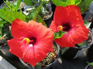 Hibiscus 'Warriewood Gem'