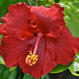 Hibiscus: Hibiscus 'Molly Cummings'