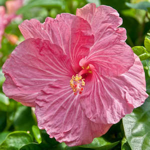 Hibiscus: Hibiscus 'Tui Song'