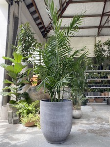Chamaedorea hooperiana