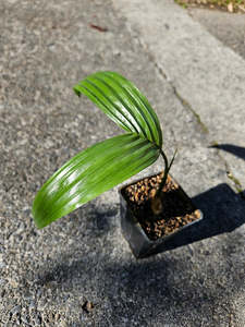 Areca Catechu (Dwarf Betel Nut Palm)