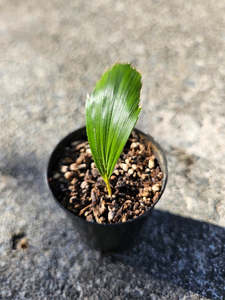 Arenga Hookeriana (broad leaf variation)