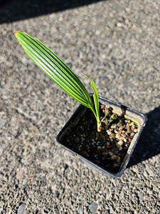 Licuala Orbicularis (Whole leaf form)