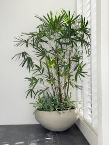 Rhapis excelsa - Lady Palm