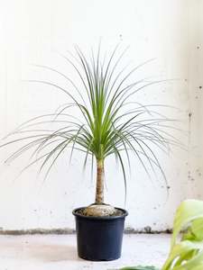 Palms: Beaucarnea recurvata 'Ponytail Palm'