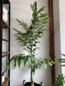 Caryota ochlandra (Fishtail Palm)