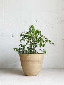 Ficus: Ficus Benjamina 'Twisted Dwarf'