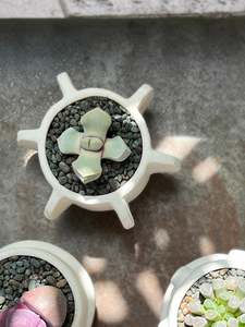 Molly Cacti Set